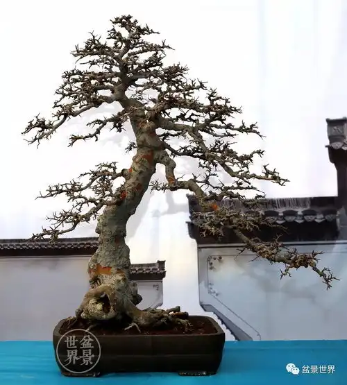 先睹为快88张高清美图,带你饱览即将开幕的山东盆景大展