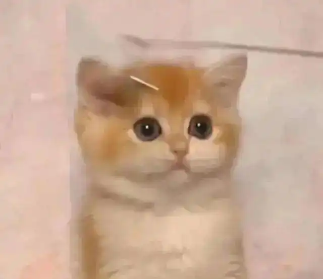 为金渐层美容导致破相你在意猫咪的颜值吗