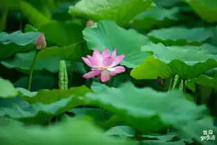 十里荷花初夏的李村河生态公园,美爆了