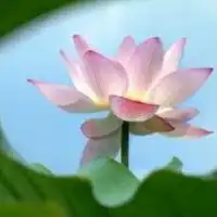墨梅