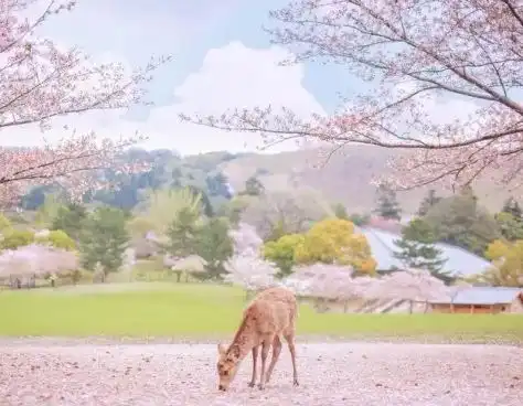 全球赏花时间表,第一个就美得让人动心