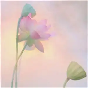 又快到欣赏花朵的季节了清新唯美花朵头像
