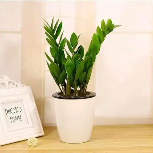 家中养什么植物聚财旺财