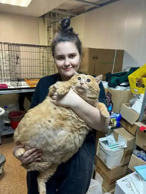 34斤胖猫被送入减肥中心,难以忍受试图逃跑,结果却令人捧腹
