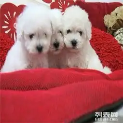 韩国引进大眼睛甜美脸型法系小体大毛量纽扣眼比熊幼犬