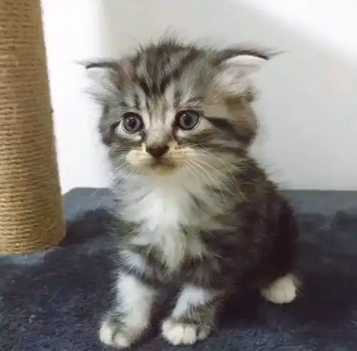 小奶猫因洗澡,回了喵星,爱猫,就别给它洗澡