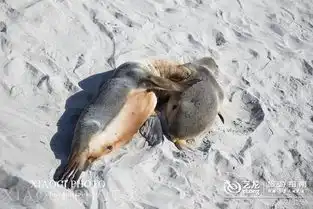 袋鼠海狮还有世界上颜值最高的公路澳大利亚袋鼠岛旅行全攻略