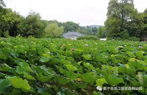 南宁超美治愈系小森林,大暑时节的良凤江,荷花盛开,满目碧绿