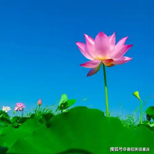 测试一个超长简介的文章