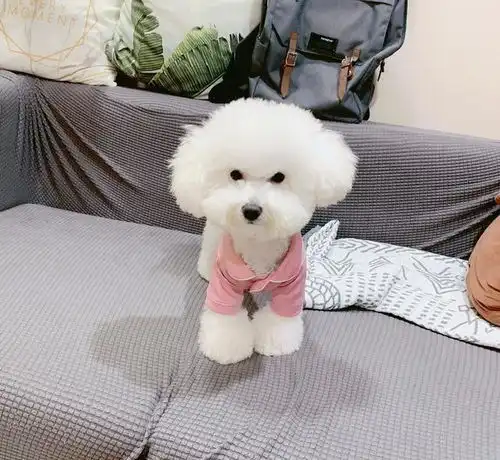 比熊狗狗爱叫,这4个原因你有没有注意到