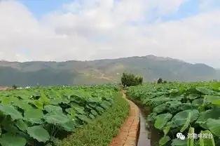 荷花仙子你在哪就在弥勒百亩荷花齐开放,美到爆快来赏荷花,摘莲米,吃美食