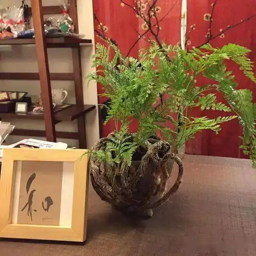 适合养在室内的狼尾蕨禅意盆栽