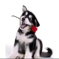 狗狗叼花情侣头像微信头像图片大全