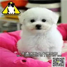 长沙魅影犬舍