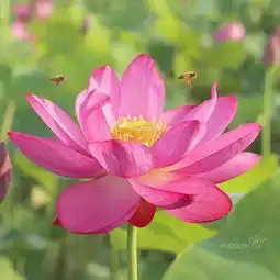 每天清晨,不管什么天气,记得随时带上自己的阳光,早晨好