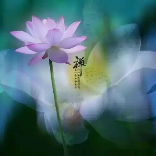 卍慧普法师一首吉祥莲花听完这首歌,神清气爽,心情平静舒畅了