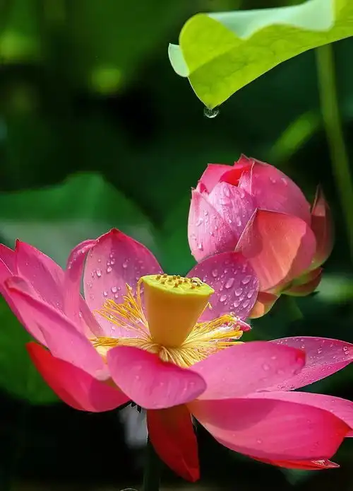 炎炎夏日,莲花的美景别错过,送你一池清凉