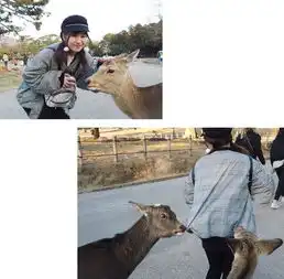 奈良春日大社撸萌鹿寻找刘昊然拍照旅