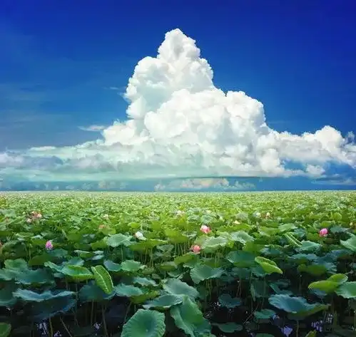 唐图转载美到可以做签名的诗句,句句经典句句爱