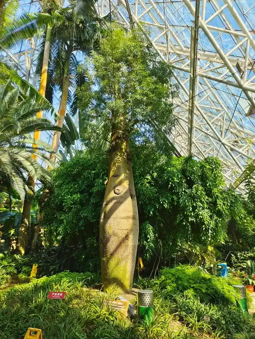 4月29日泰达热带植物园恢复开园