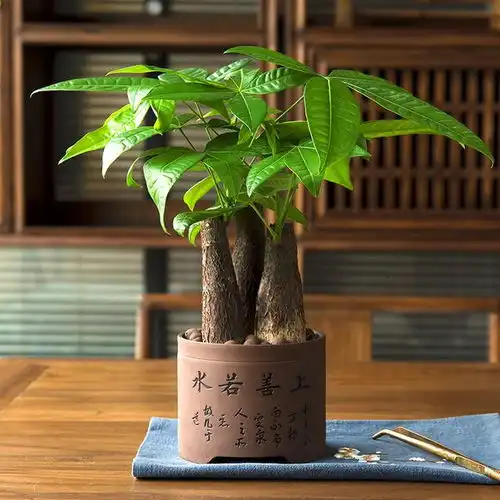 军事丨国产qjb95班用机枪,该枪是驻港部队的配用武器