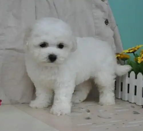 图比熊幼犬多少钱一只哪里可以买到比熊北京宠物狗