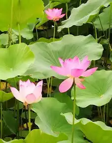 看这里菏泽单县湿地公园荷花,美呆了约起来