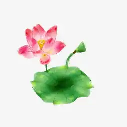 手绘精致唯美荷花荷叶插画图片素材其他格式下载动漫人物大全
