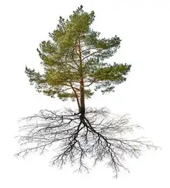 图片免费下载大树图片素材大树图片模板千图网