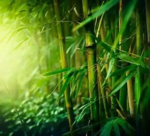 这些拍摄思路,让你拍出有意境的竹