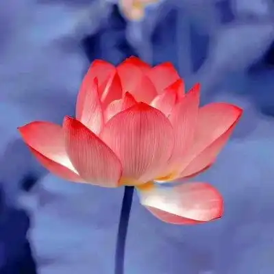 微信头像莲花唯美高清普者黑
