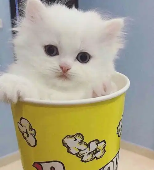 小奶猫不吃猫粮怎么办刚出生的小猫几天可以走路