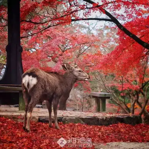 日本丨去赴一场枫叶下和小鹿的约会,带走来自大唐盛世的奖牌