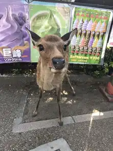 一个人的旅行京都深度7日游