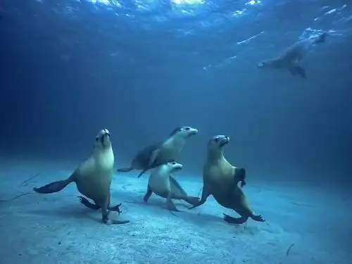 呱呱去旅游袋鼠岛上不仅仅有袋鼠哦