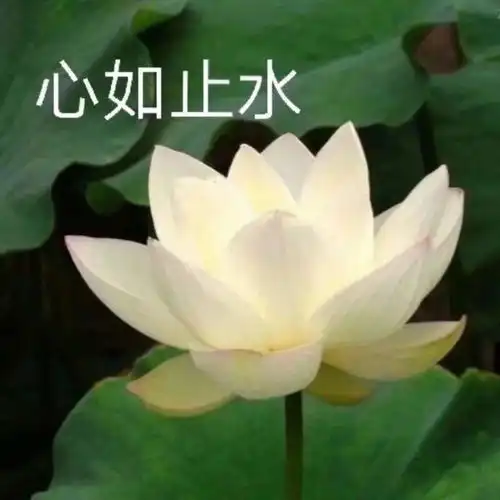 有哪些不用被爸妈diss的头像