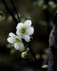 中国十大名花欣赏,太美了,大开眼界