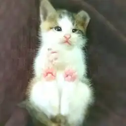 日本铲屎官的无奈有些小奶猫长着长着就长残了...笑哭