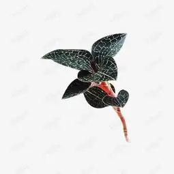 深色金线莲图片素材图片免费下载高清装饰图案png千库网图片编号7430604