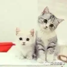 萌萌哒小奶猫不完全饲养指南
