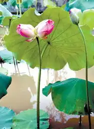 中山网_精彩图文
