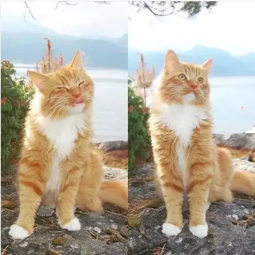 十橘九胖这只长成小松鼠的小奶猫,帅到突破天际绝对的冒险家一枚