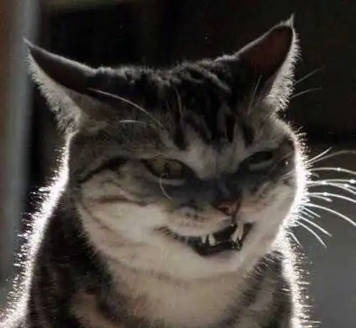 猫咪都是神经病
