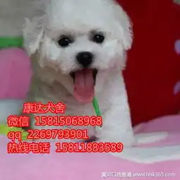 东莞哪里有卖比熊幼犬东莞比熊犬养狗场
