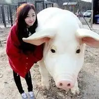十二生肖哪种动物二百七十斤重