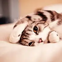 猫咪图片的微信小程序微信头像图片大全