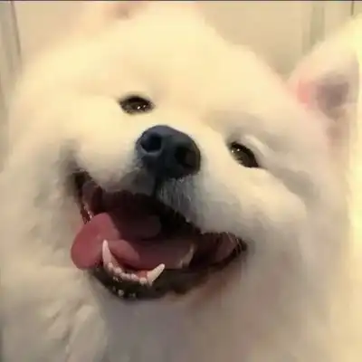 一些小美好正在井然有序地发生着