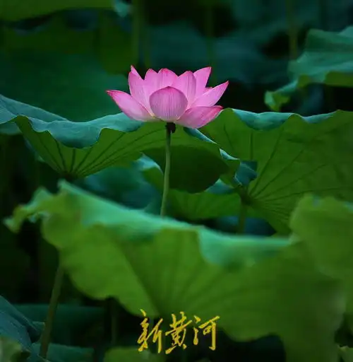 泉城夏至荷花美