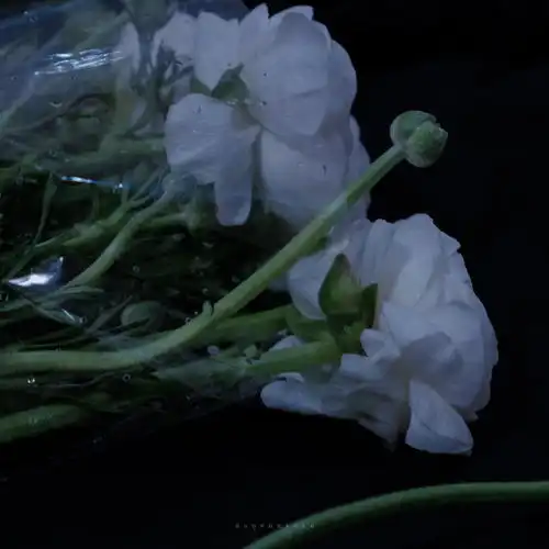 与你十指相扣,相约生死白头素荷