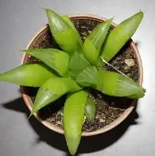 那些扣人心弦的绿色植物杂志